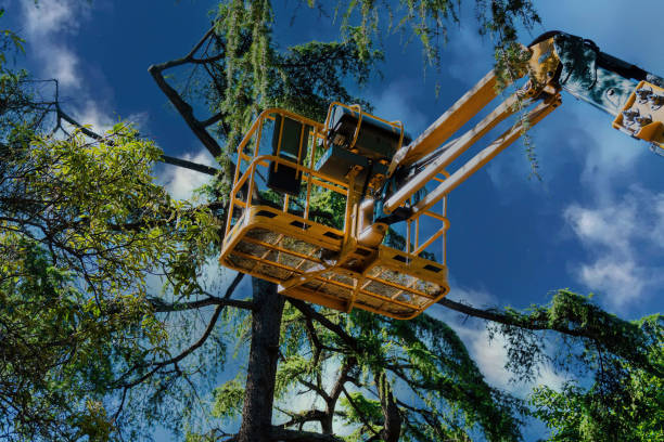 Best Arborist Consultation Services  in Sandstone, MN