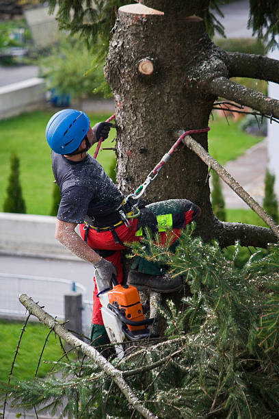 Best Tree Preservation Services  in Sandstone, MN