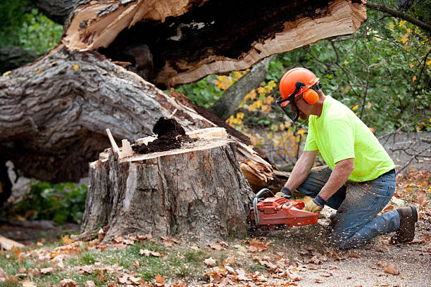 Best Emergency Tree Removal  in Sandstone, MN