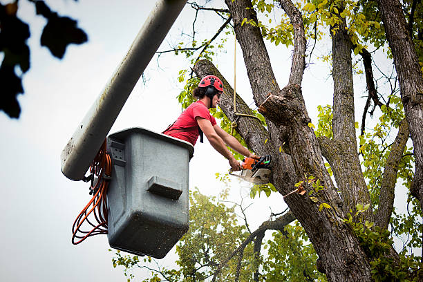 Best Tree Removal  in Sandstone, MN